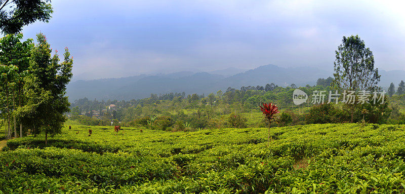 Gunung Mas茶叶和咖啡种植园